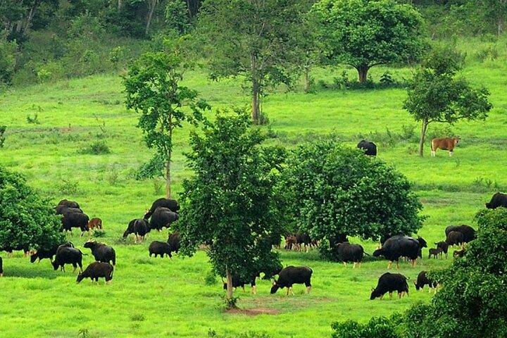 クイブリ国立公園での象と動物ウォッチング - 午後のツアーに参加
