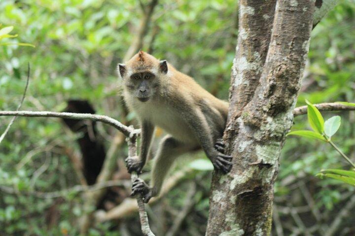 JungleWalla Langkawi UNESCO Geopark Mangrovenfahrt