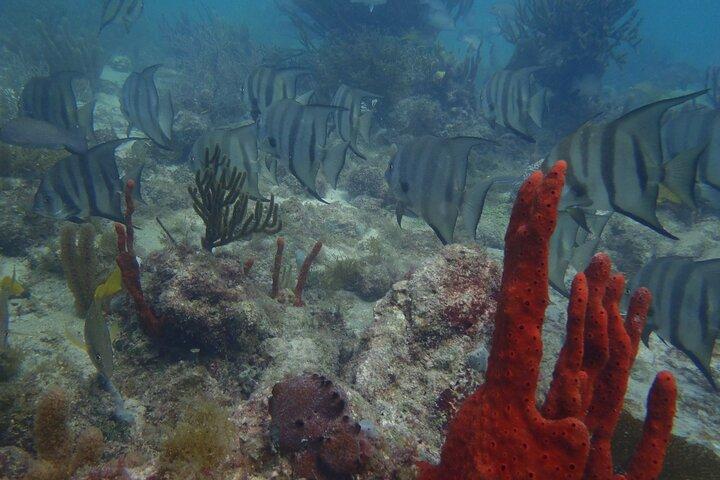 Descubrir el buceo