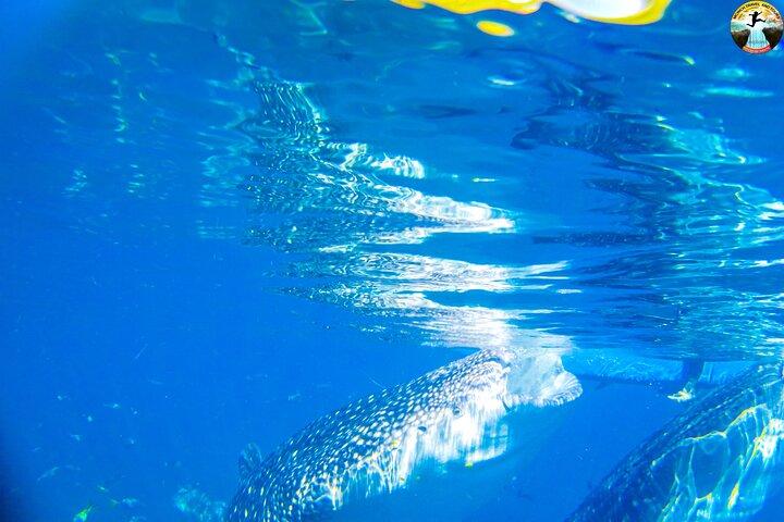 ジンベイザメと泳ぐ、ツマログ滝、カワサン キャニオニング