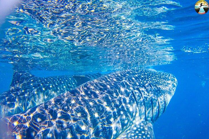 ジンベイザメと泳ぐ、ツマログ滝、カワサン キャニオニング