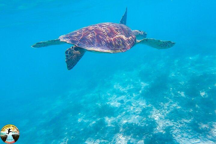 セブ島モアルボアルサーディンラン＆ウミガメシュノーケリングツアー