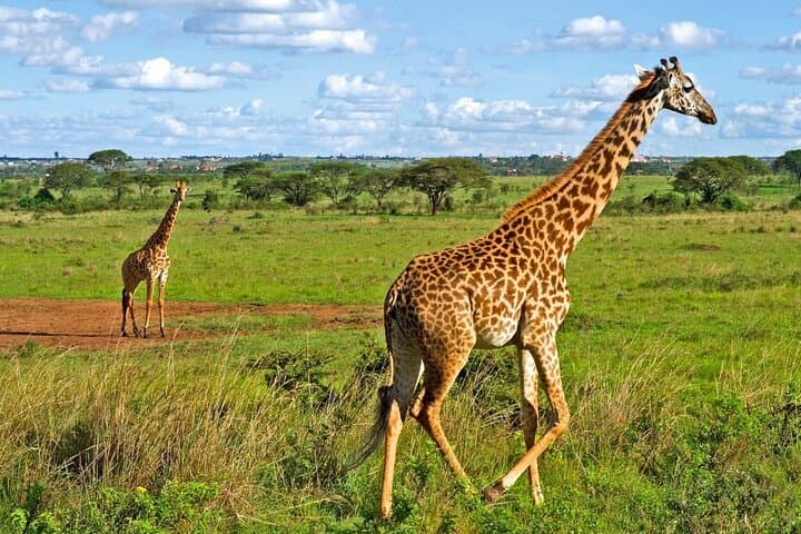 Nairobi National Park Safari Tour