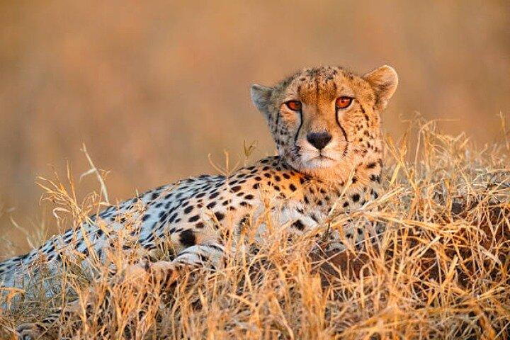 Safari de campamento privado de 8 días en Kenia y Tanzania desde Nairobi