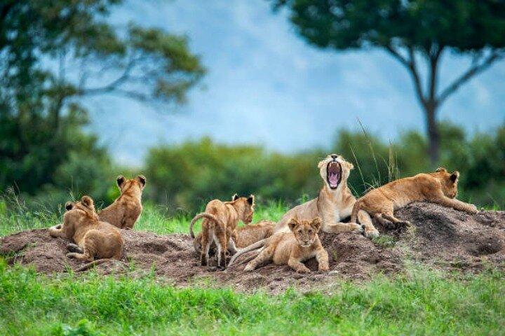 Safari privato in campeggio di 8 giorni in Kenya e Tanzania da Nairobi