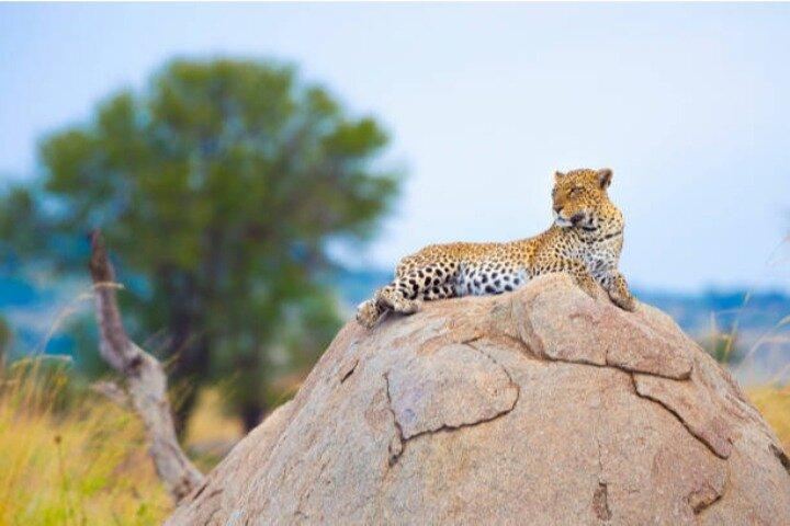 Safari de campamento privado de 8 días en Kenia y Tanzania desde Nairobi