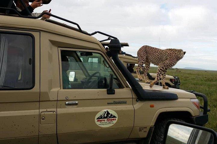 4-Days Serengeti migration in Ndutu to See Calving Season
