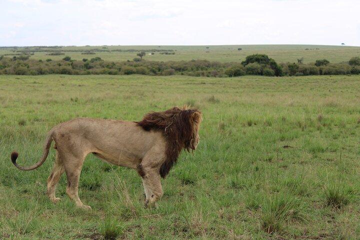 4-dagars safaritur till Serengeti och Ngorongoro från Arusha