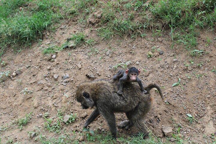 4-dagars safaritur till Serengeti och Ngorongoro från Arusha