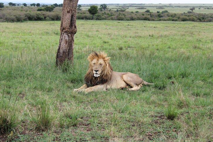 4-dagars safaritur till Serengeti och Ngorongoro från Arusha