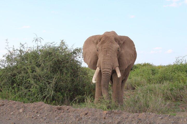 4-dagars safaritur till Serengeti och Ngorongoro från Arusha