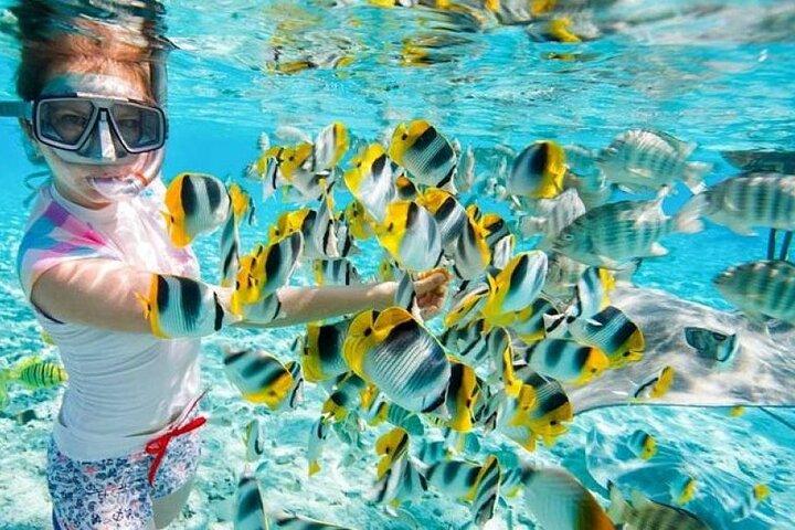 Overnatning Snorkling tur på Satayh Dolphin Reef Fra Marsa Alam