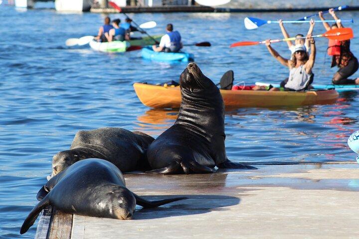 Kayak o paddleboard de 2 horas con leones marinos en Marina del Rey