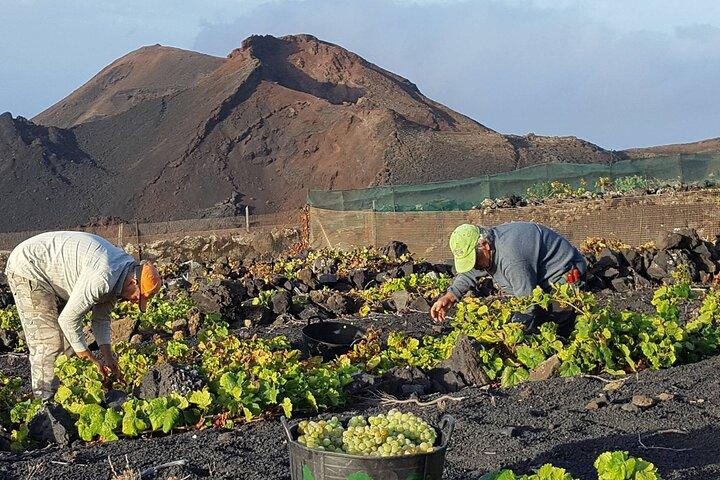 Bezoek wijnmakerij Bodegas Teneguía in La Palma met wijnproeverij