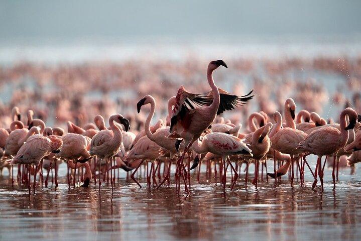 6 dage det bedste ved Tanzania Safari
