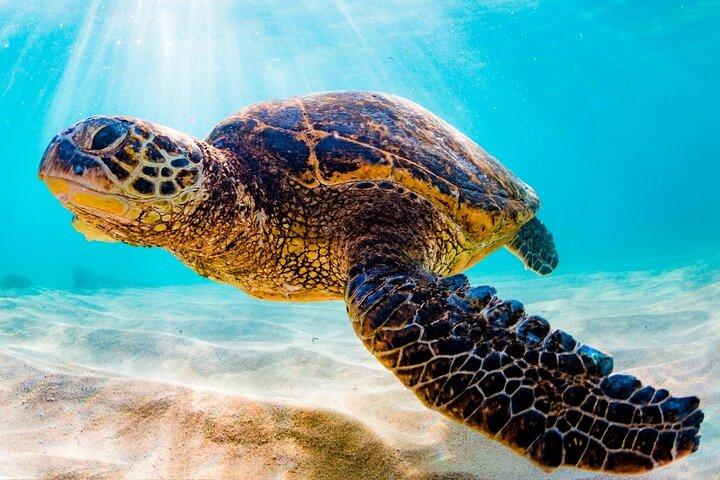 Turtle Eco Tour on Stand-Up Paddleboards or Kayaks into the National Marine Park