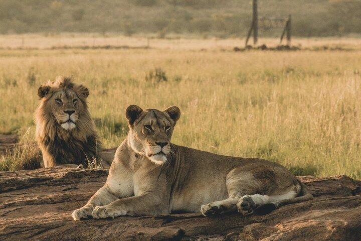 Safari económico grupal de 4 días, 3 noches, lago Manyara, Serengeti, Ngorongoro