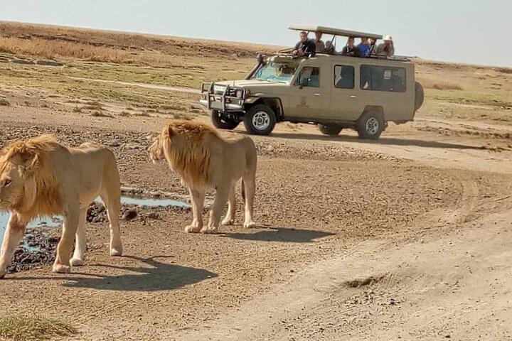 Safari económico grupal de 4 días, 3 noches, lago Manyara, Serengeti, Ngorongoro