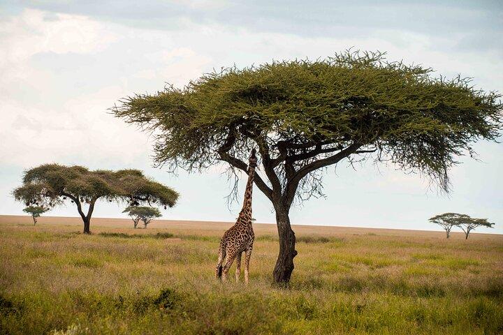 12 Days Best Of Kenya and Tanzania Safari - Luxury