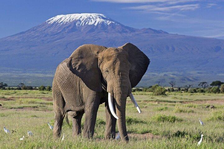 12 Days Best Of Kenya and Tanzania Safari - Luxury