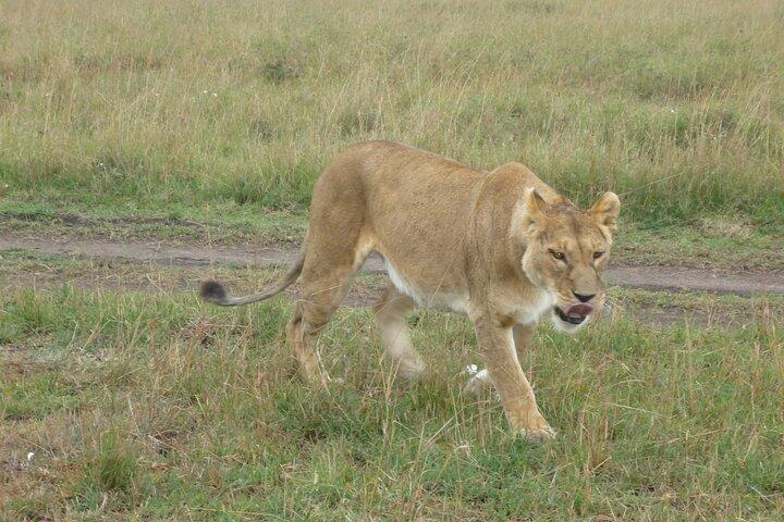 Safari de 8 dias para Maasai Mara, Serengeti, Ngorongoro, Tarangire-Mid range