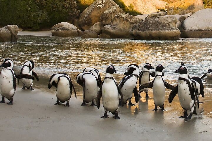 Boulders Beach Cape Town: Swimming With Penguin & Close Encounter Half Day Tour
