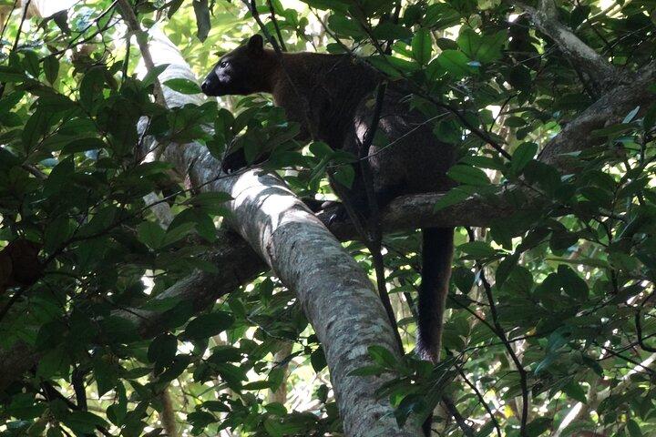 Experiência de trekking para grupos pequenos no Daintree National Park