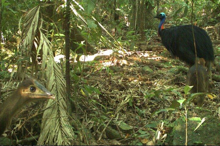 Experiência de trekking para grupos pequenos no Daintree National Park