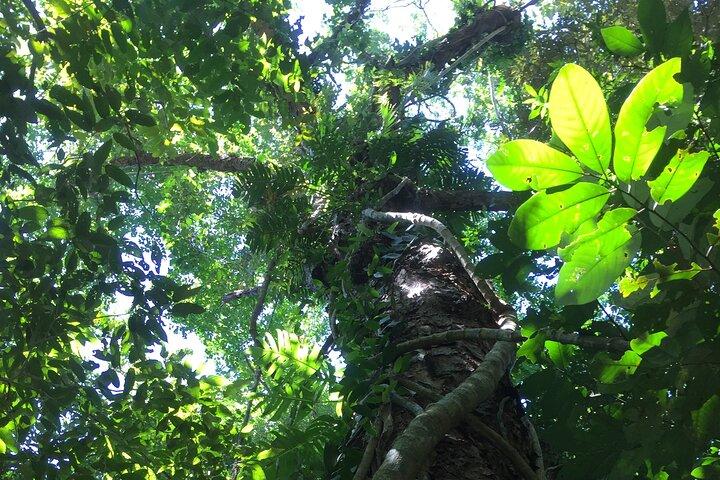 Experiência de trekking para grupos pequenos no Daintree National Park