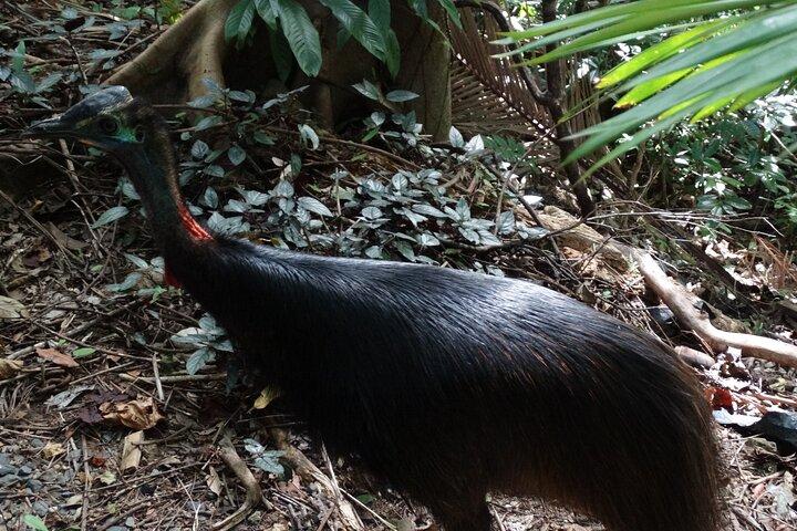 Small-Group Trekking Experience in Daintree National Park