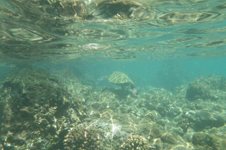 Tour di 3,5 ore in kayak e snorkeling sull'oceano di Kailua-Kona