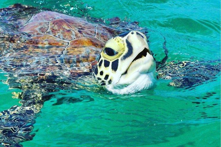 Snorkeltur til Vieques Island kun 30 minutter væk!