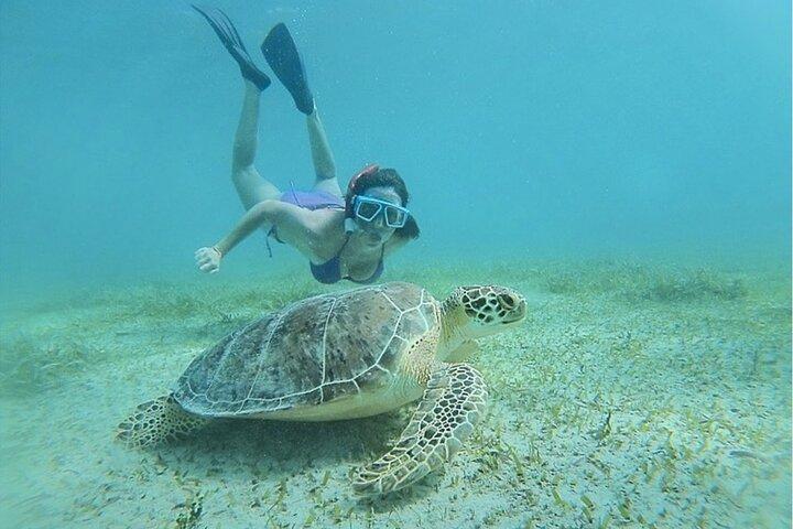 Snorkeltur til Vieques Island kun 30 minutter væk!