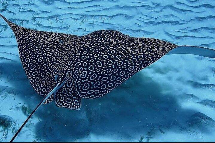 Journée complète de plongée en apnée sur l'île de Culebra avec déjeuner