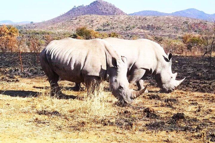Pilanesberg Nationalpark Tagestour-Geschlossenes Fahrzeug