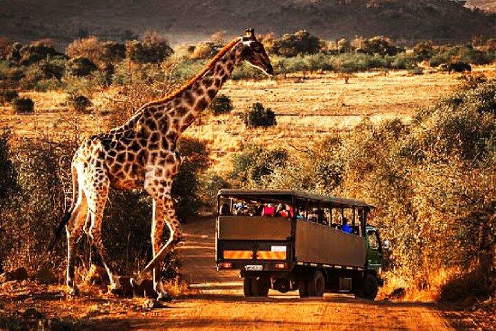 Tour di un giorno al parco nazionale Pilanesberg-Veicolo chiuso