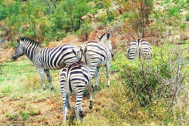 Tour di un giorno al parco nazionale Pilanesberg-Veicolo chiuso