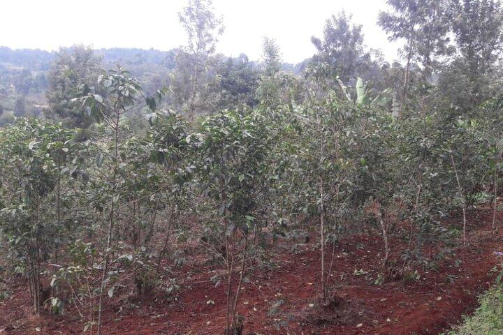 3 dages safari til Kiambethu kaffefarm og Kericho teplantager.