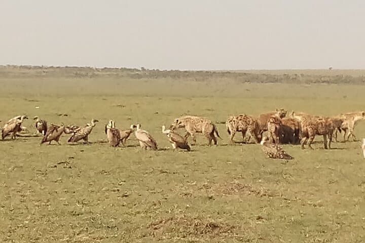 8 Days Safari to Lake Nakuru NP Maasai Mara NR Serengeti NP Ngorongoro- Midrange