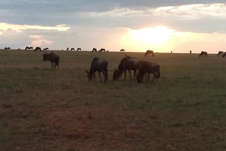 7 Tage Safari, Samburu N / R Ol Pejeta Conservancy, Höllentor N / P Maasai Mara N / R.
