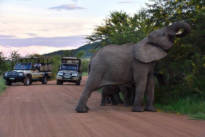 Safári particular de 3 horas no Parque Nacional de Pilanesberg