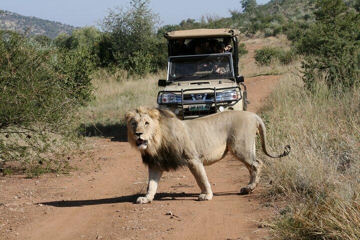 Safári particular de 3 horas no Parque Nacional de Pilanesberg