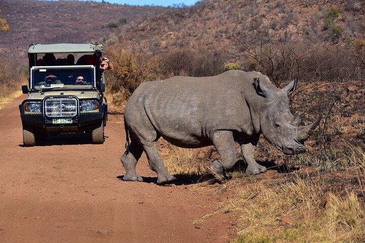 Safári particular de 3 horas no Parque Nacional de Pilanesberg