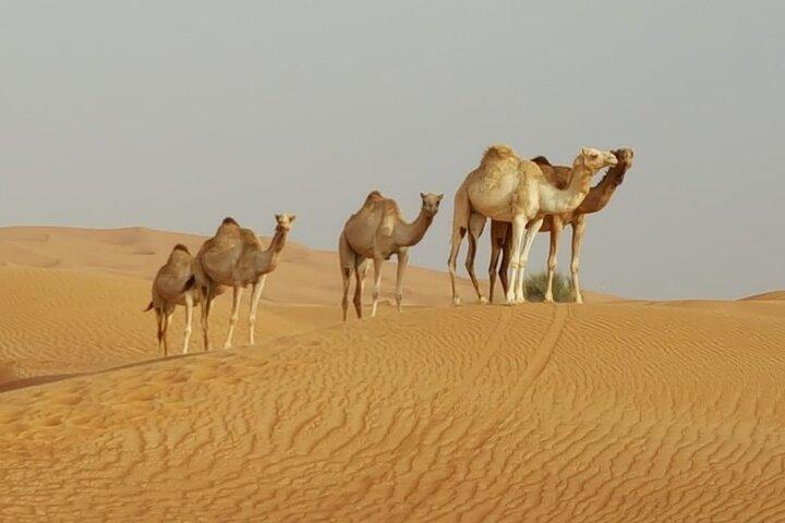 Privéochtendwoestijnsafari vanuit Dubai