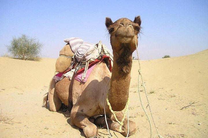 サモデ タウン エクスカーション - プライベート送迎付きのユニークなラジャスタンの町への訪問