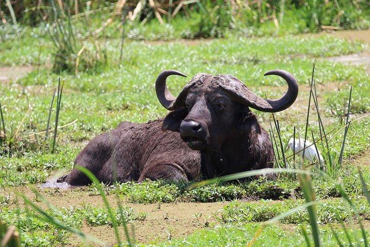 1 dag: Arusha nationalpark