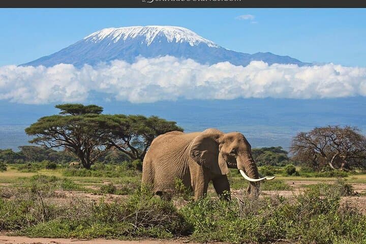 Nairobi: Amboseli National Park Day Trip Sunrise Safari
