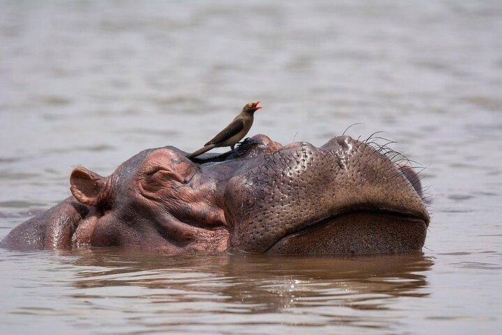 6 dages privat safari Tanzania
