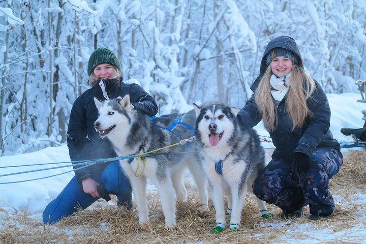 無料送迎：犬ぞり、フェアバンクスで無料写真付き