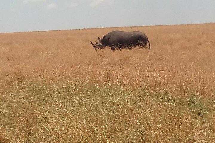 6 Tage Safari Samburu NR, Lake Nakuru NP, Maasai Mara NR-Mittelklasse